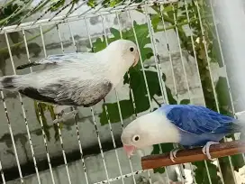 Lovebird Biola Euwing Mouve Jantan X Biola Violet Betina Sepasang.