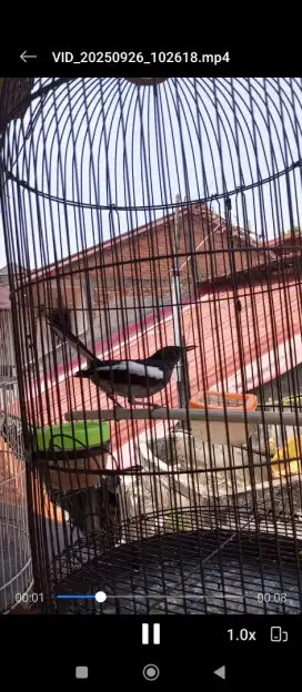 Kacer betina dahit tebet