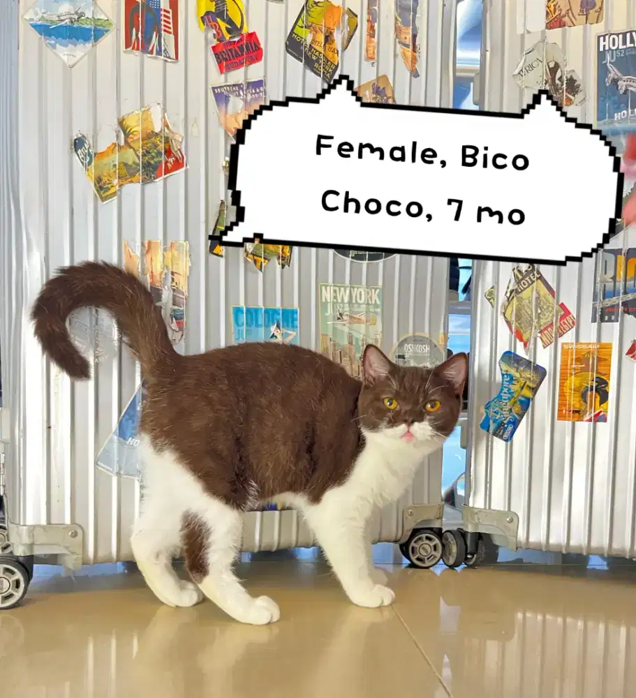 Bsh Bicolor Choco