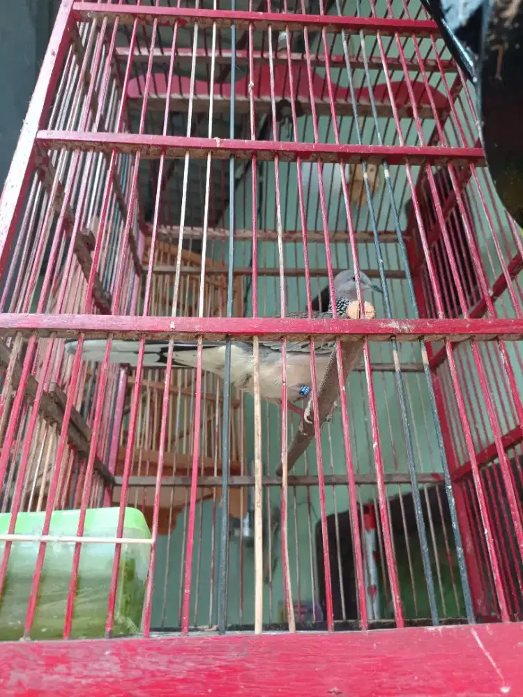 Tekukur kuk 2 jinak dari Anakan sudah gacor siang malam