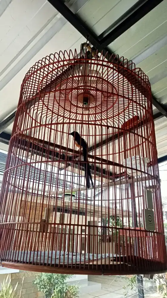 Murai batu medan