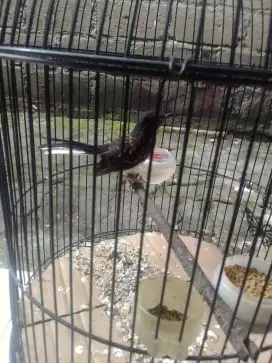 Burung murai Dapet bandangan ni gays mau dijual ajh 800 fulset
