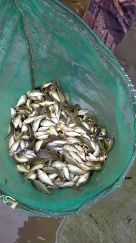 Menerima pesanan bibit ikan