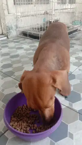 Dijual Anjing Teckle atau Dachsund Lengkap Surat dan Bonus Anak