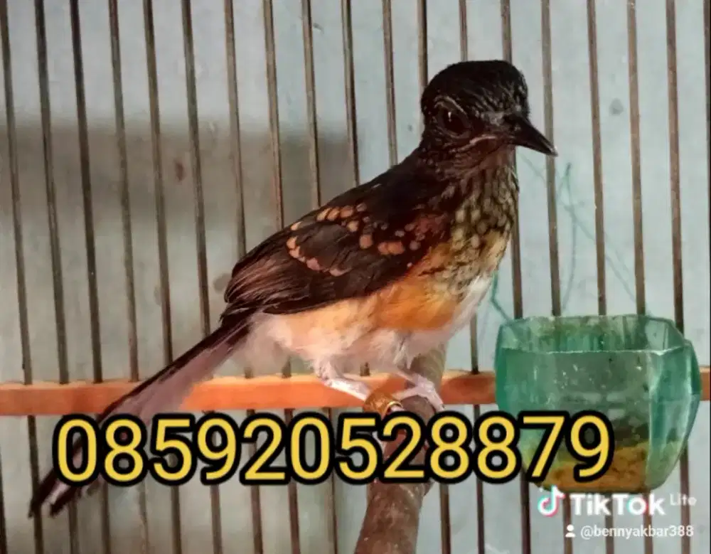 Murai Trotolan jantan