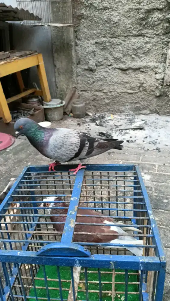 merpati kolong pejantan