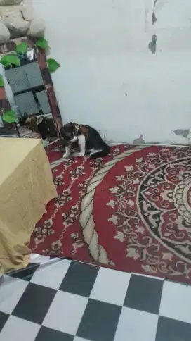 DIJUAL KUCING 500rb nego