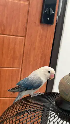 Lovebird Biola Euwing Blue jantan Paud.