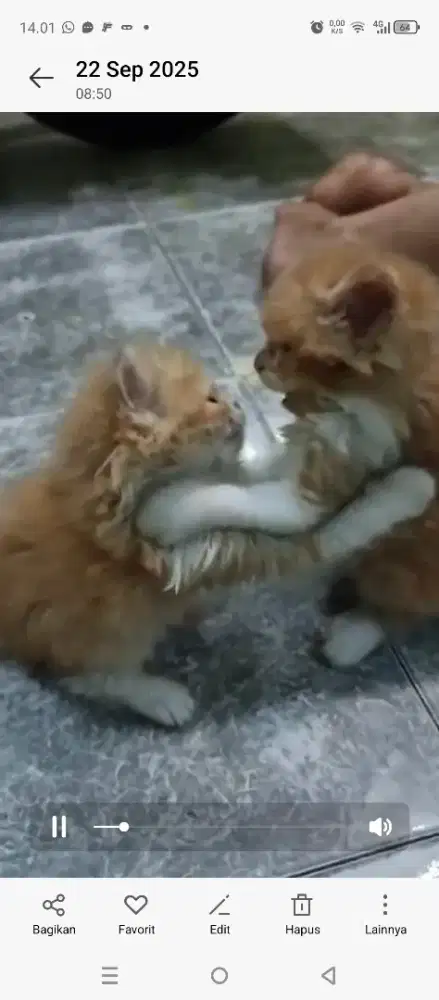 Kucing persia baby