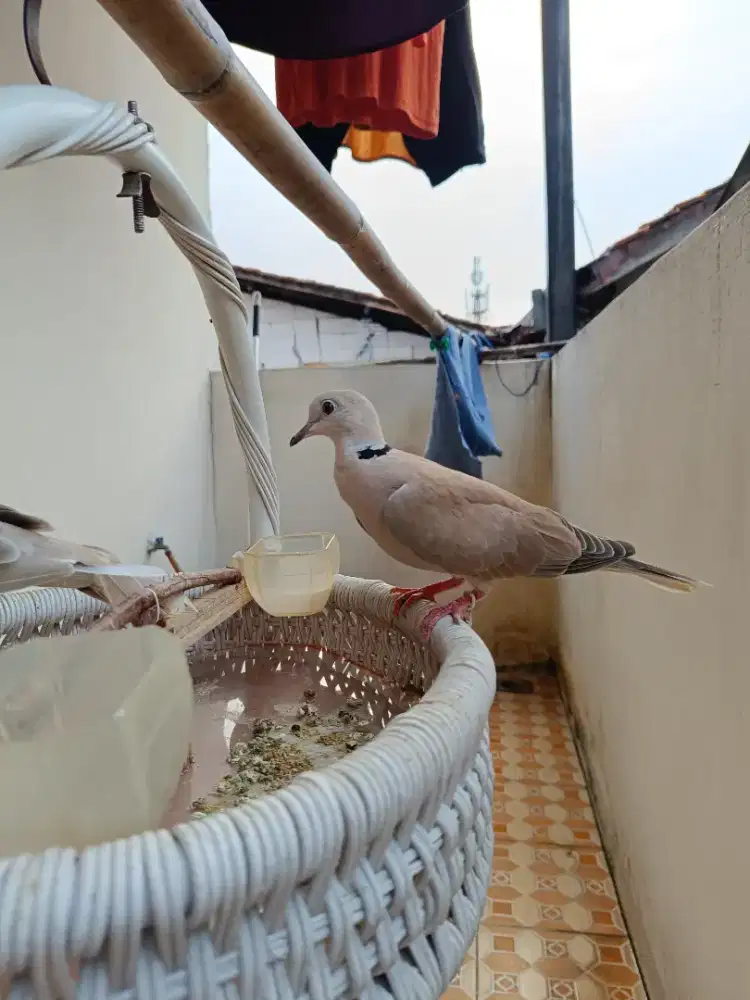 Burung gacor puter lokal sepasang jinak outdor tuker tambah barter