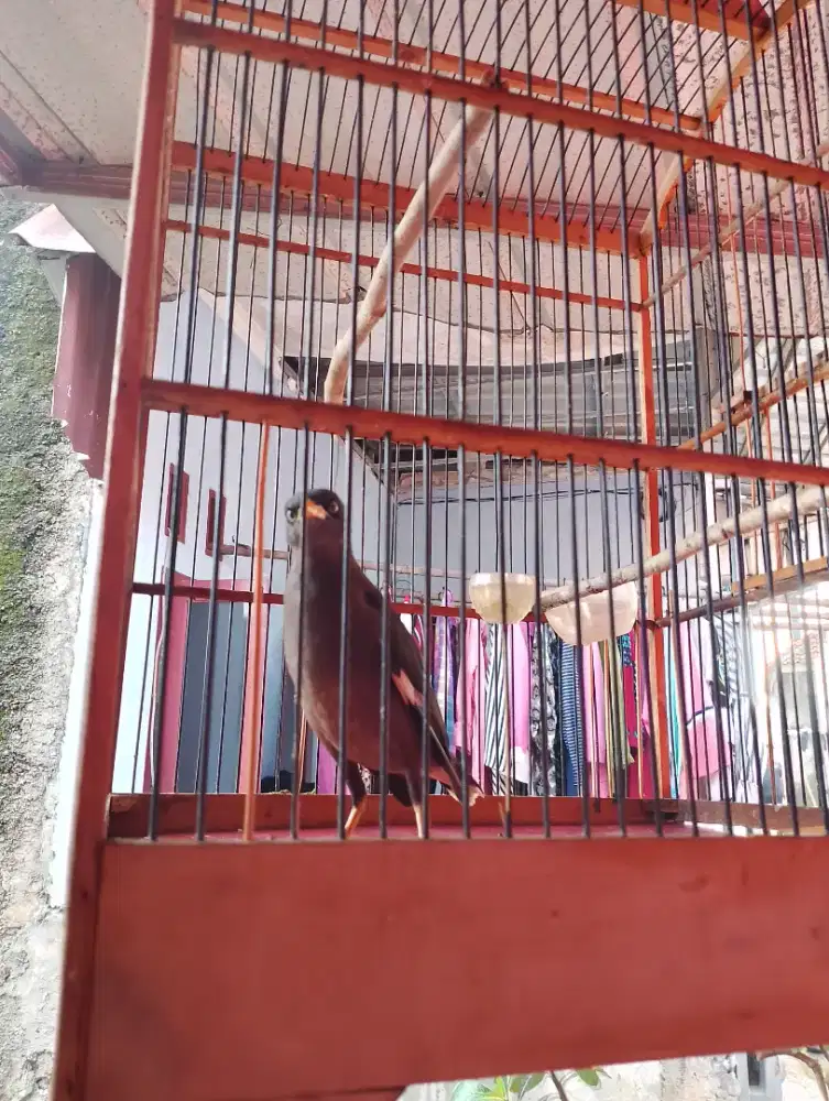Burung jalak kebo