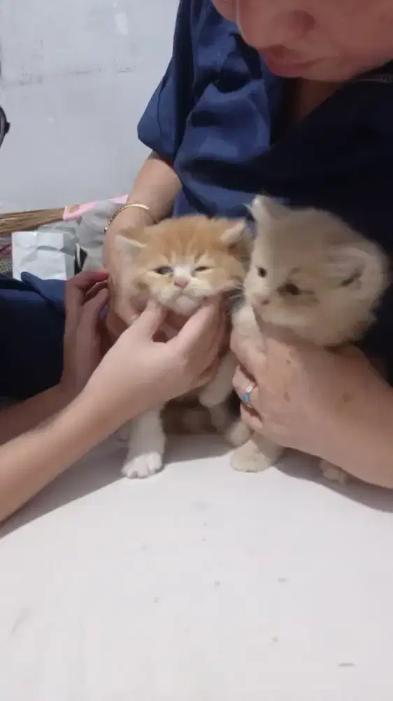 Anak kucing campuran ragdol dan Persia