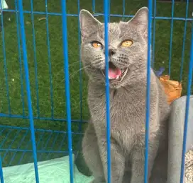 Kucing british shorthair bsh british short hair
