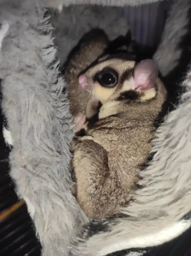 Sugar Glider Sepasang
