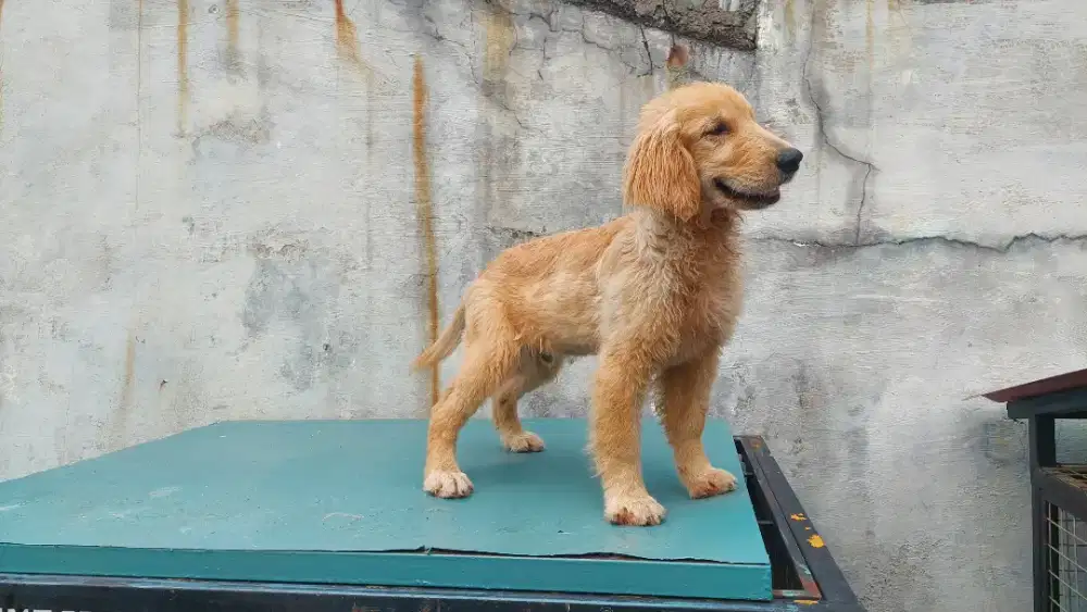 Golden Retriever Stambum