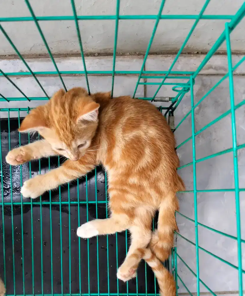 Penitipan kucing
