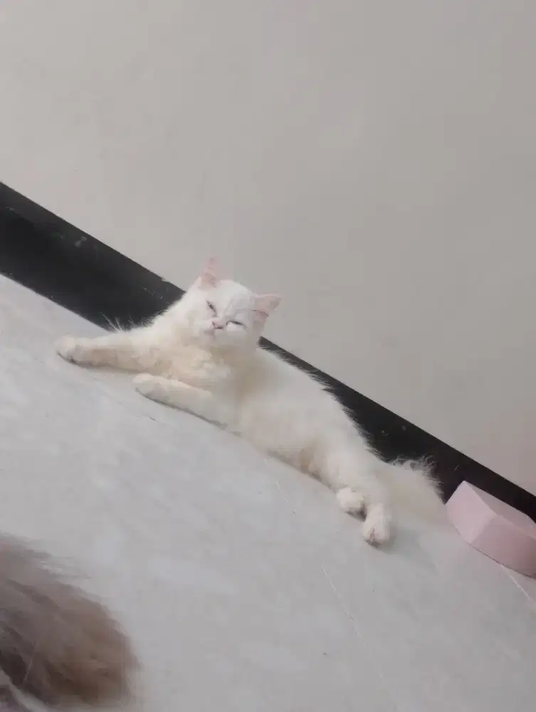 Open adopt white solid Persia mata blue eyes cantik