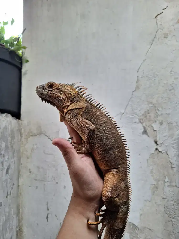 Super Red Iguana 90 cm up Jantan Jinak !