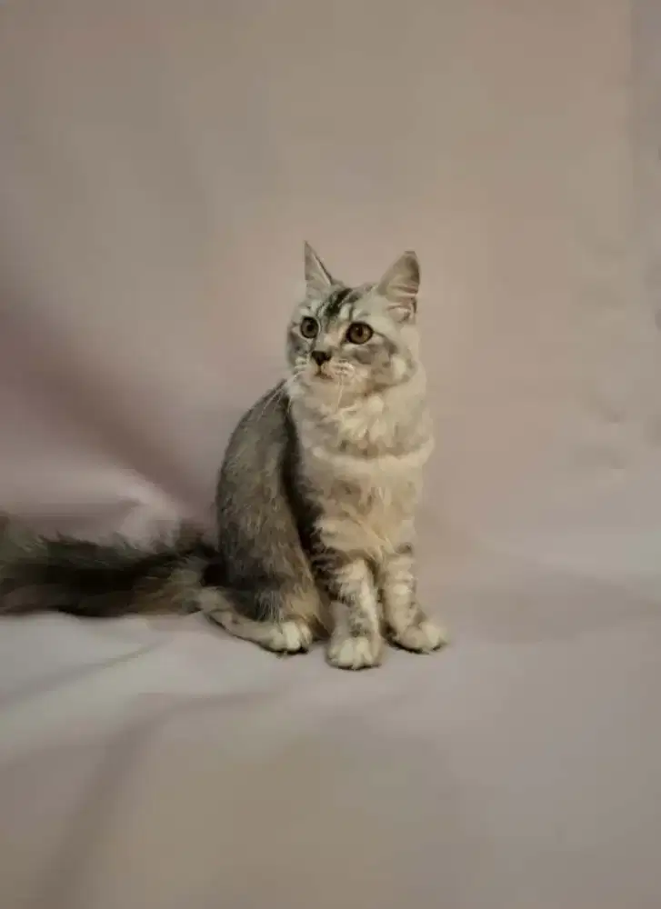 Scottish straight betina black silver tabby female