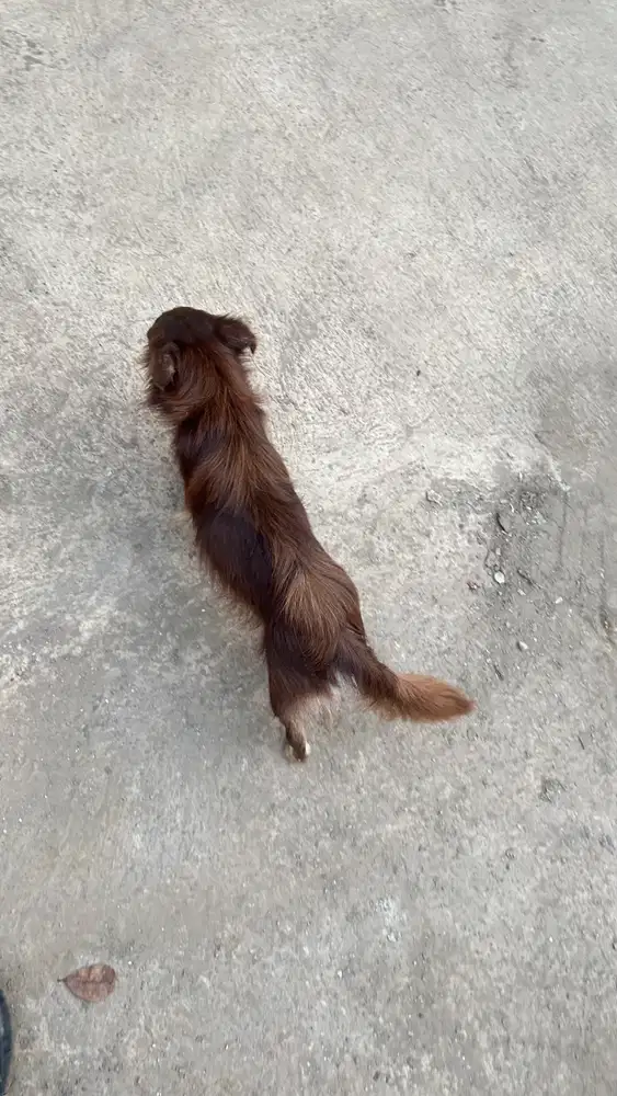 Open adopsi anjing cihua-hua