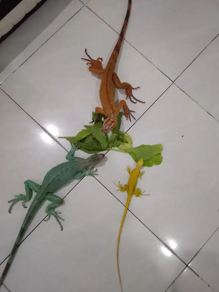 Iguana red laki