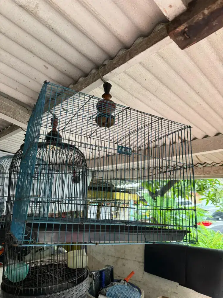 Kandang Burung Kotak