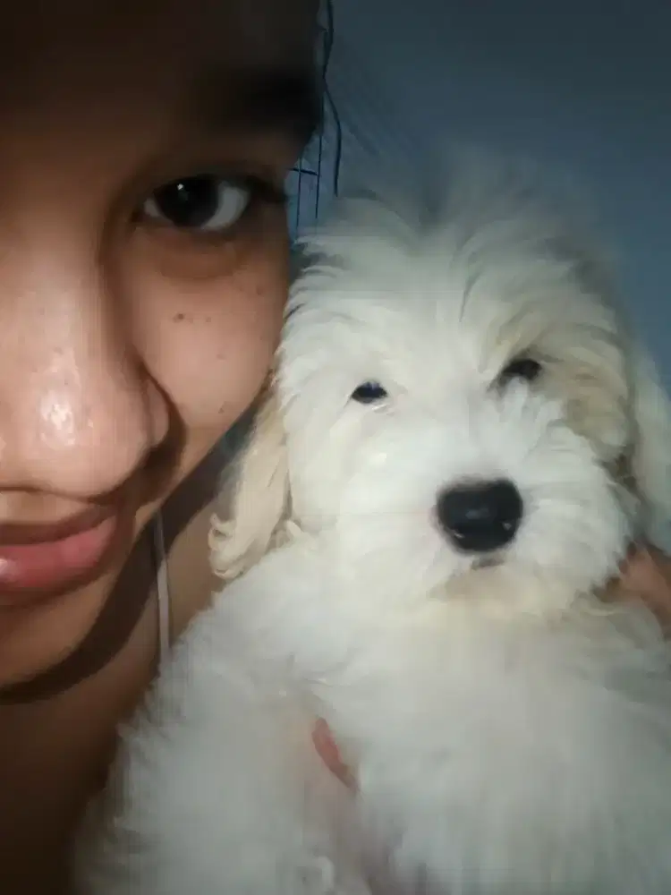 Puppies ShihpooChon (Shihtzu x Poodle x Bichon)