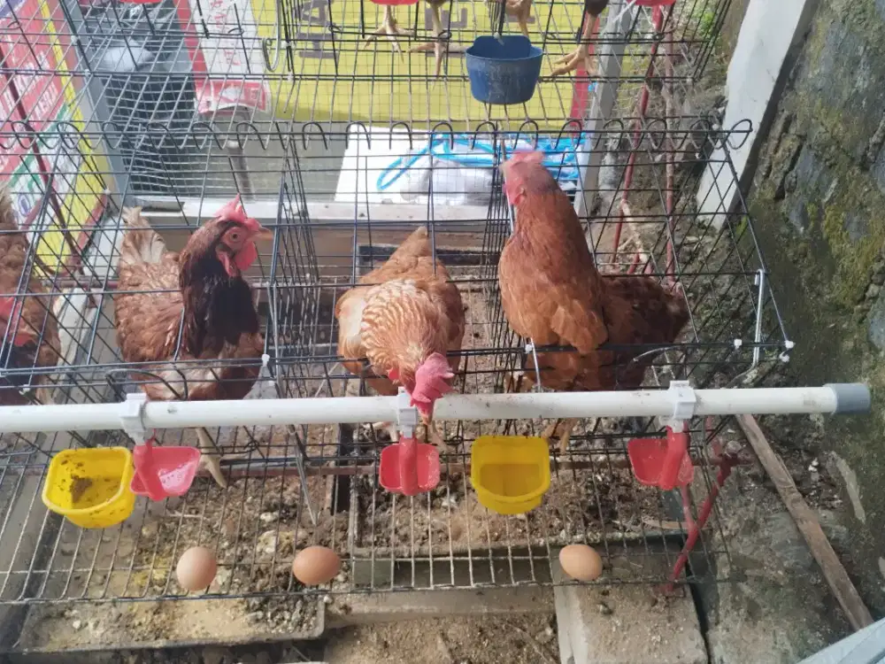 Paket Ternak Ayam Petelur Rumahan