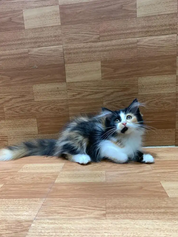 Kucing Persia Lincah