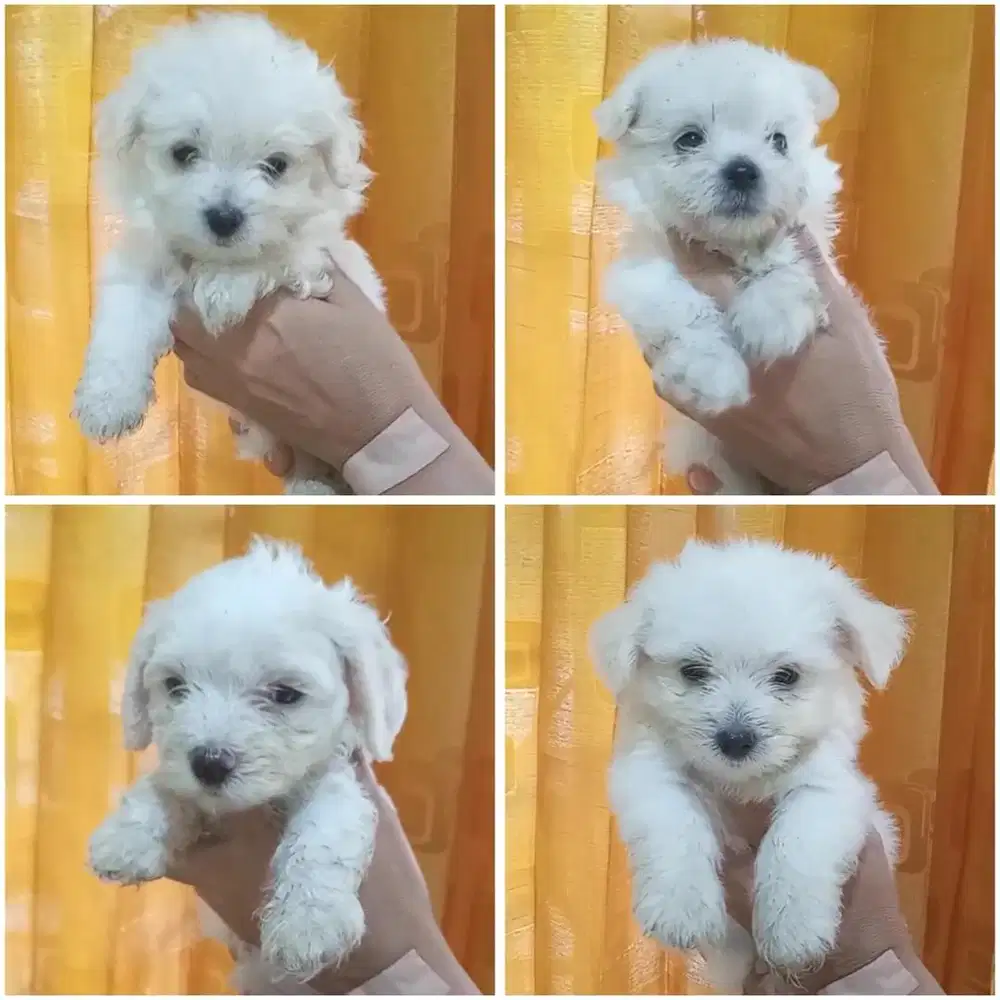 Maltipoo puppy jantan & betina