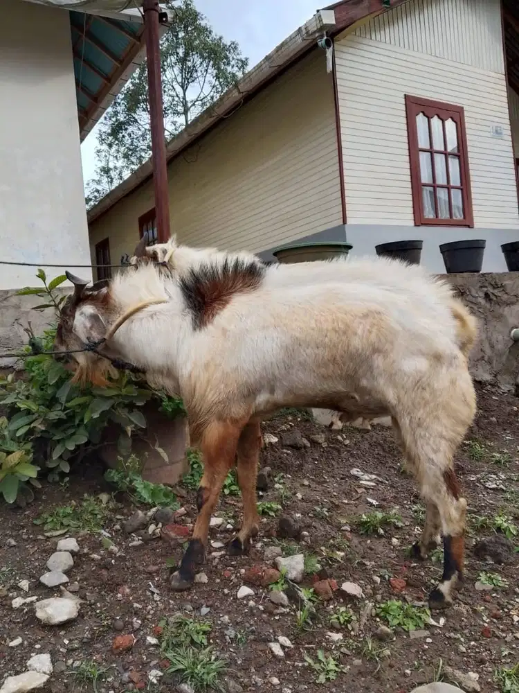 jual kambing jantan
