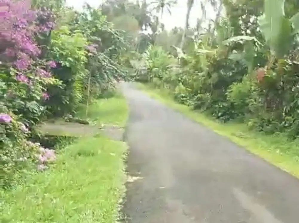 Kebun kopi di Tabanan Bali hanya 20 menit ke Balian beach