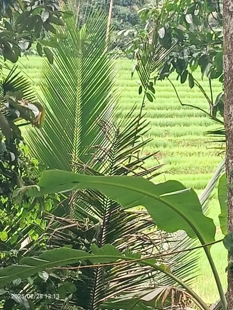 Kebun Durian dan Manggis View Sawah di Belimbing Tabanan Bali