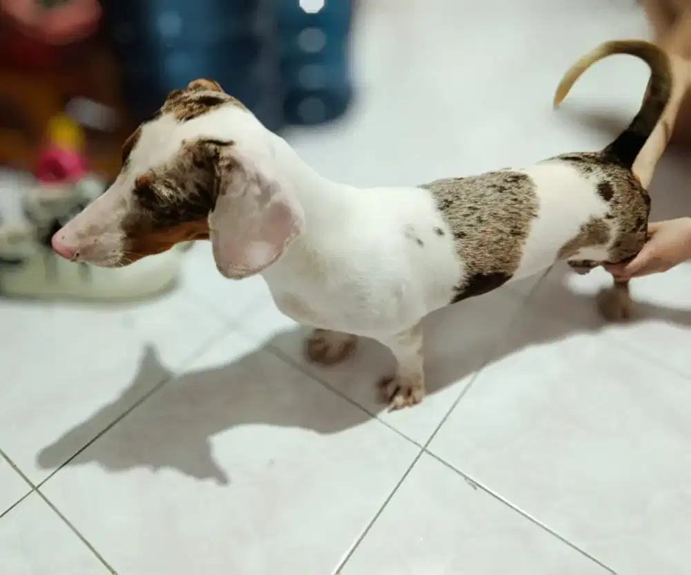 Open Stud Pacak Anjing Tekel Pejantan Tekel