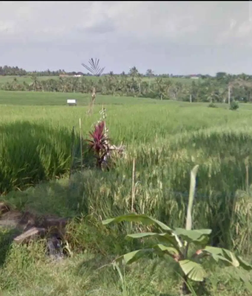 Tanah View Sawah dekat Pantai Kelecung Bali