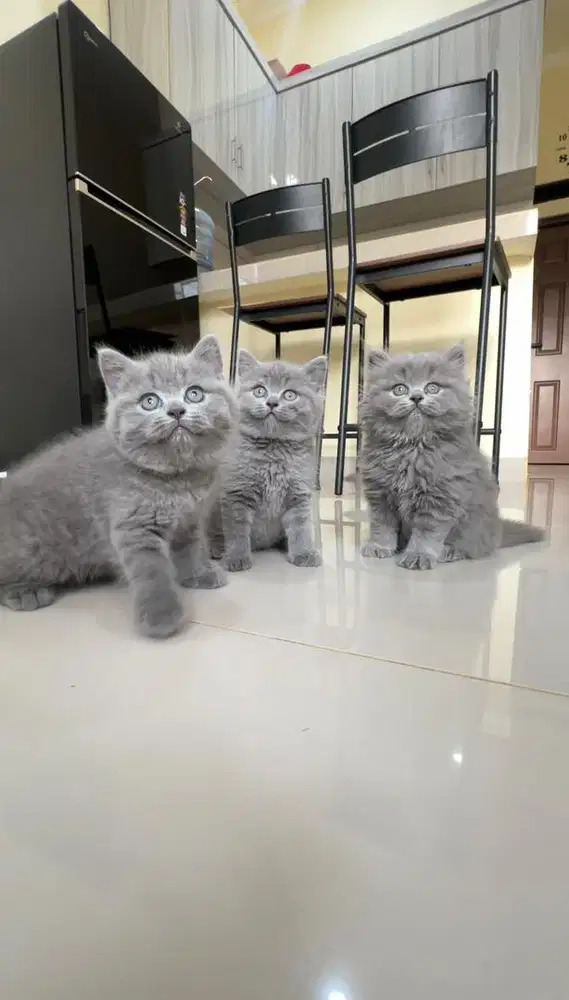 British shorthair dan longhair pure