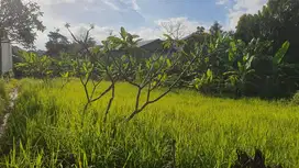 Leasehold - Rare Opportunity! 10 Are Land in prime area, Canggu, Bali