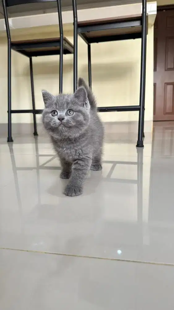 British shorthair dan longhair pure
