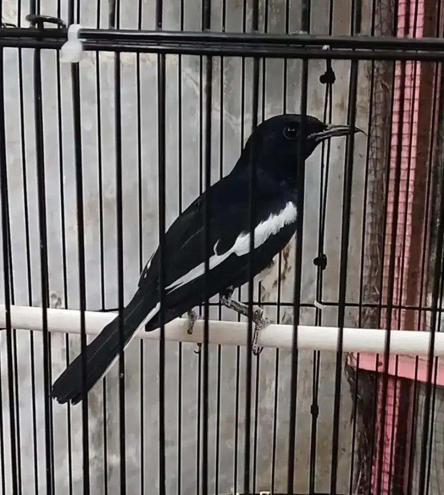 Burung Kacer fulset