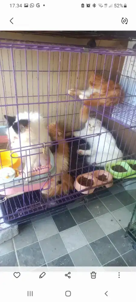 Lepas adops flat nose betina