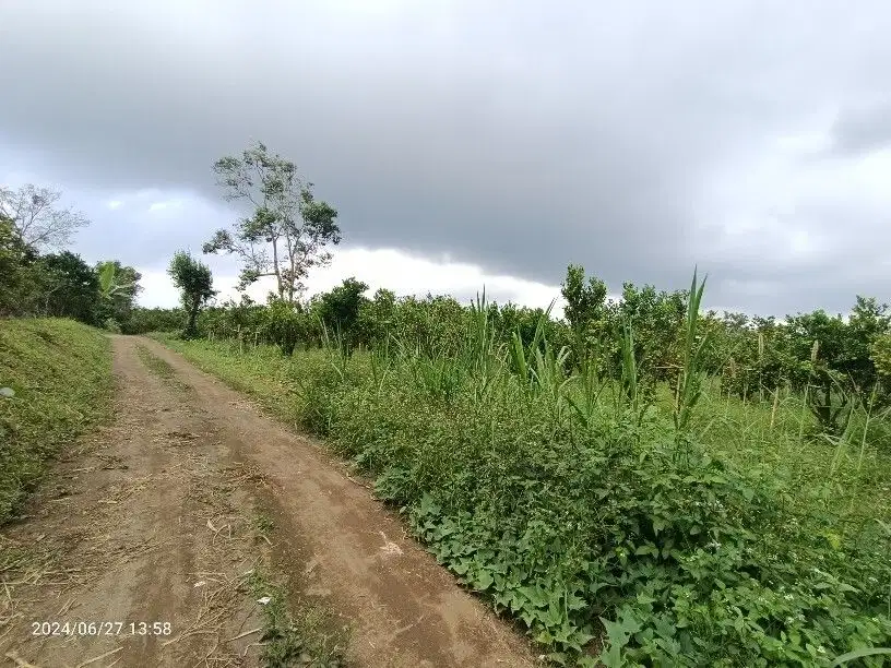 1 hektar kebun jeruk dekat jalan raya Katung Kintamani Bali
