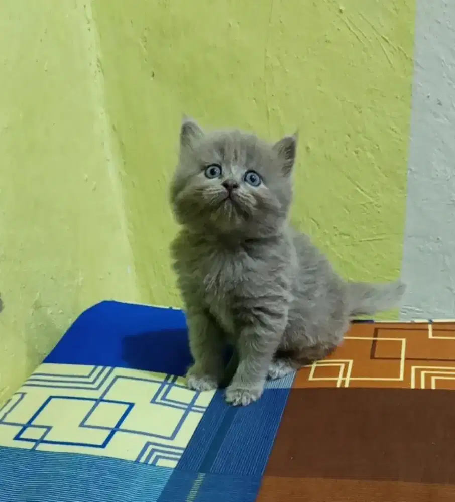 Kucing BSH betina 2bulan