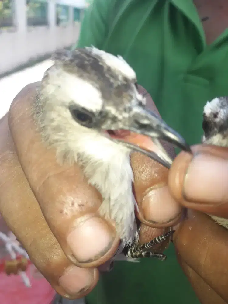 Burung crucuk 2 burung laki dan cewean fullset kandang
