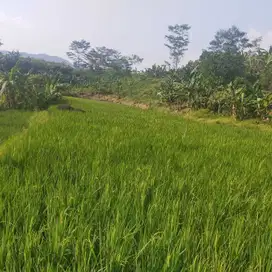 Di jual Tanah Sawah dan Kebun 9.318 m² (Langsung dengan Pemilik)