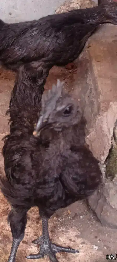 Anak Ayam Cemani LH