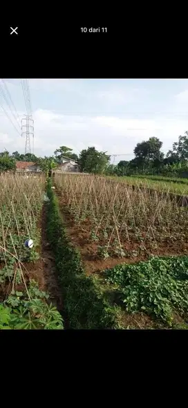 Tanah Bogor 2800meter