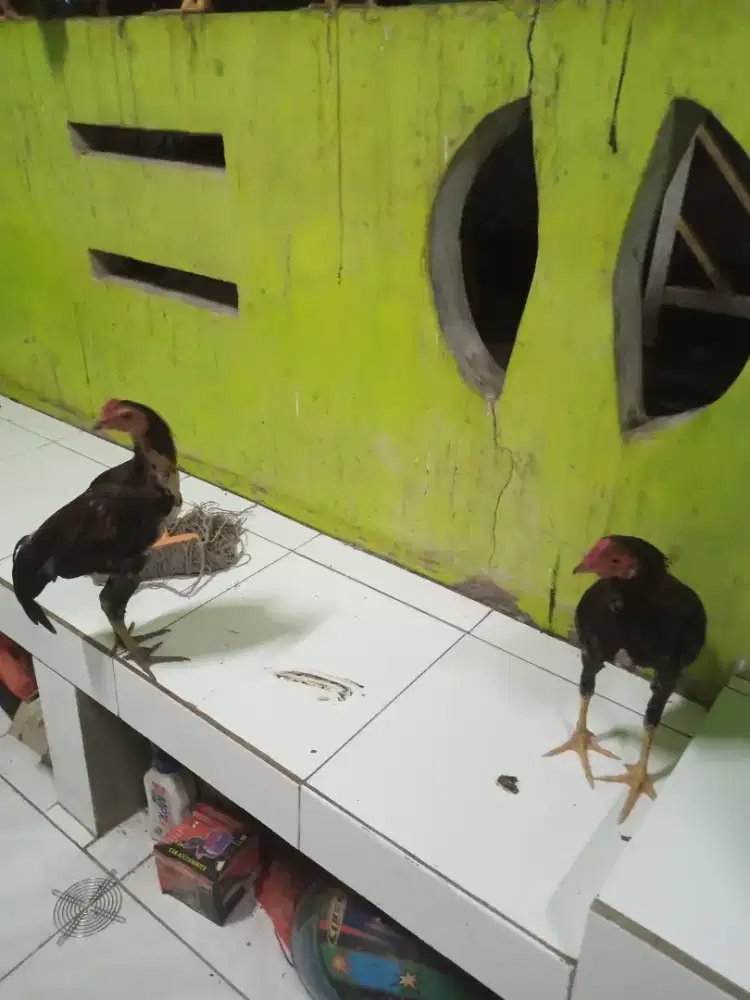 Ayam kampung temurun