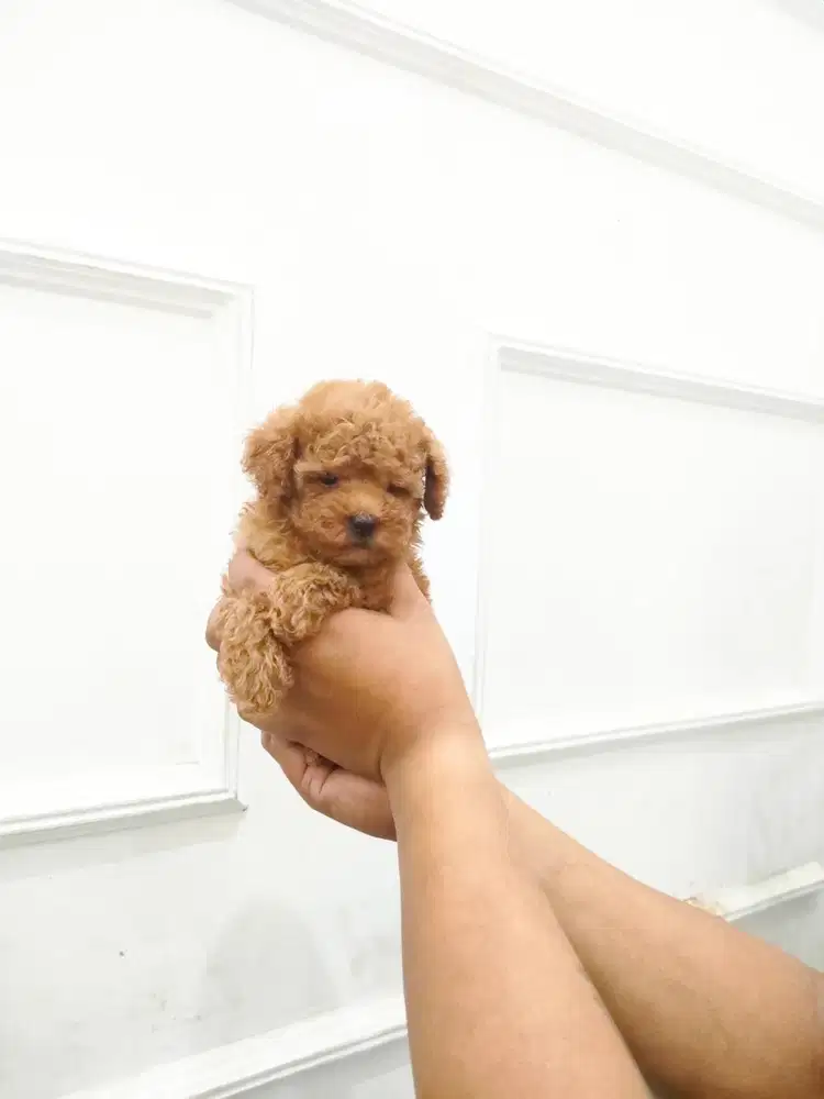 Poodle Jantan Lucu Cute Semarang