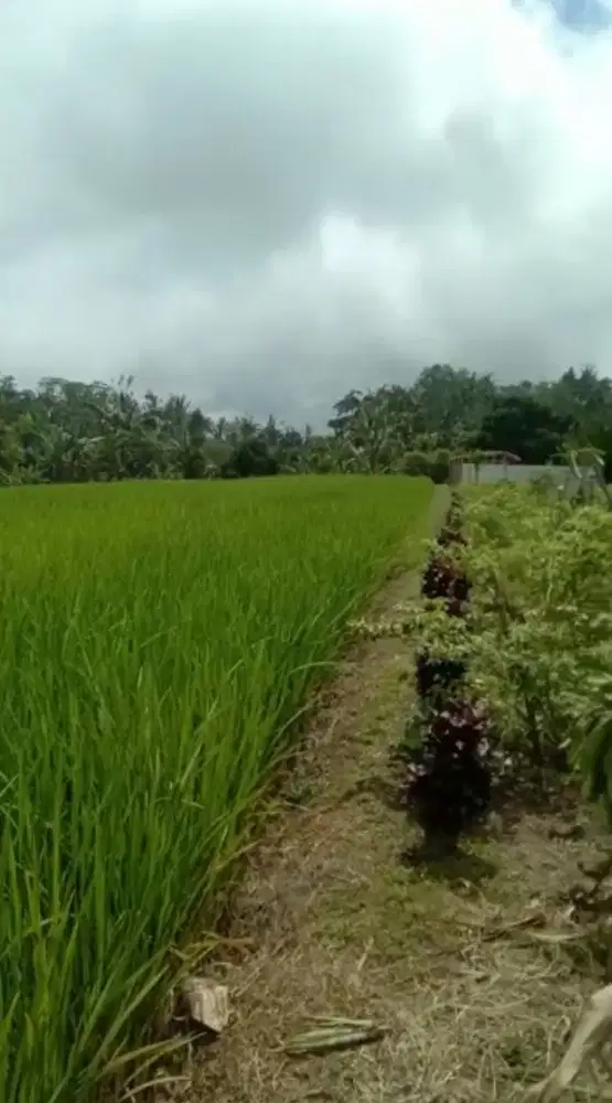 Sawah Organik dekat Sanda Plantation Hideaway Bali