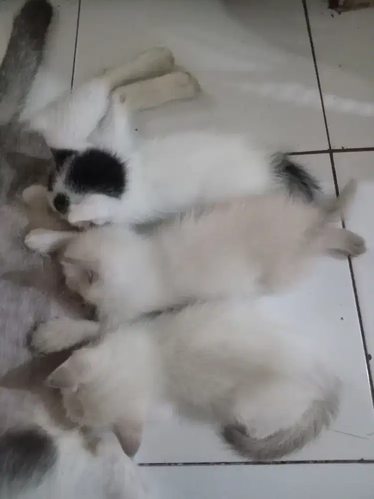 Mau lepas adopsi kitten